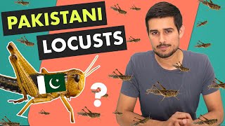 Locust Attack in India  Explained by Dhruv Rathee [upl. by Yasu236]