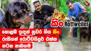 කොළඹ ඉඳන් නුවර ගිය කිං රුසියන් Rottweilers ලත් එක්ක ගෙවන ජීවිතේ  King Rottweilers Ceylon Pet Media [upl. by Esialb752]