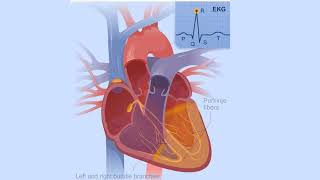 Electrical Conduction System of the Heart [upl. by Tada]