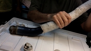 Scientists study their first giant shipworm [upl. by Atsiuqal]