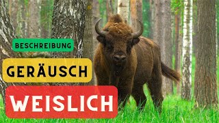 Bison Geräusche und Beschreibung 🦬 Bison Geräusche 🔈Bison Laute [upl. by Anikal]