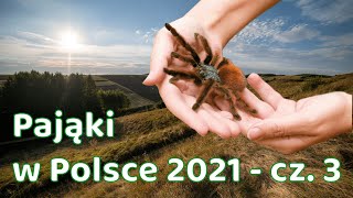 Pająki w Polsce 2021  CZ 3 [upl. by Abagail680]