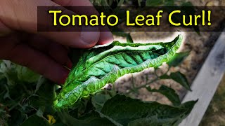 Tomato Leaf Curl Explained  Garden Quickie Episode 11 [upl. by Baylor697]