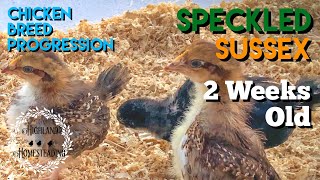 Speckled Sussex 2Weeks Old  Chicken Breed Progression of Chick to Adult [upl. by Ayalat]