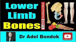 Lower Limb Bones Osteology Dr Adel Bondok Making Anatomy Simple [upl. by Razec]