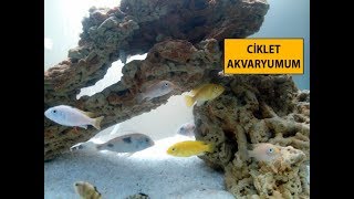 Ciklet Balığı Akvaryumu Nasıl Olmalı [upl. by Ahserkal974]