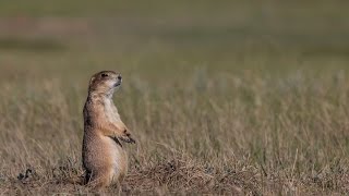 Ecosystem Essential The Prairie Dog Town [upl. by Alleon]