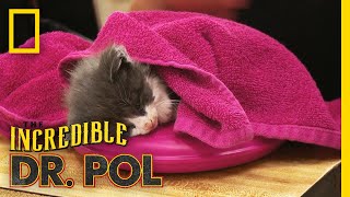 Whats Moo with Ewe Full Episode  The Incredible Dr Pol [upl. by Cooperstein]