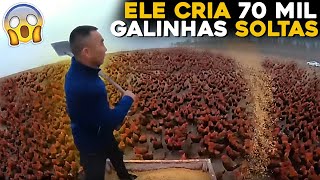 ELE CRIA 70 MIL GALINHAS SOLTAS EM SUA FAZENDA [upl. by Malan]