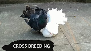 Black Fantail and White Fantail cross breeding  New Black Fantail Pigeon  Lakka [upl. by Yrol793]