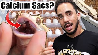 Crested Gecko Breeding Hacks MUST WATCH [upl. by Aninahs172]