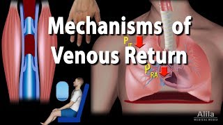 Mechanisms of Venous Return Animation [upl. by Nylissej874]