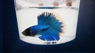 5 Best Places to Buy a Betta Fish [upl. by Neitsirk]