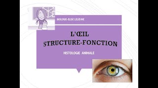 L’œil  StructureFonctionHistologie [upl. by Conlin]