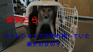 柴犬ららを迎え入れる ペットショップで売れ残っていた柴犬の女の子。 [upl. by Benjamin]