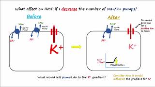 Electrophysiology Part 2  Affecting the Resting Membrane Potential [upl. by Lemkul]