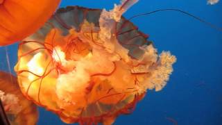 Pacific Sea Nettle jellyfish  Vancouver Aquarium [upl. by Horodko151]