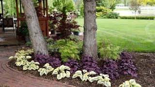 Adding Colorful Plants Under Trees [upl. by Erving]