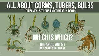 What is a Bulb Corm Tuber Rhizome Tuberous Roots Confused Not anymore [upl. by Eeryn]