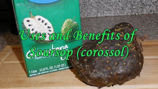 Soursop Uses and Benefits Haitian Corossol [upl. by Sitoiganap640]