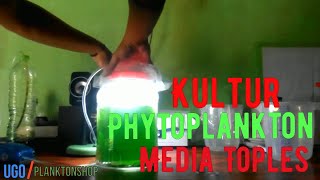 Kultur Phytoplankton Media Toples [upl. by Patricio]