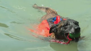 Hunde im Wasser  Sendung «Tierisch» vom 20062024 [upl. by Arotak]