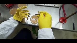 Microbiological assay of antibiotics by cup plate method [upl. by Ancilin]