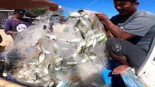 Panglambat ng matambaka traditional net fishing [upl. by Boswell]