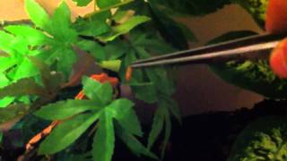 Crested gecko eating meal worms [upl. by Jeanelle]