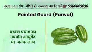 Parwal Whole Plant Benefits in Ayurveda Parwal Medicinal Use Parwal Farming [upl. by Yrallih]