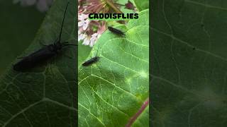 Caddisflies all over Milkweed shorts [upl. by Anyalram]