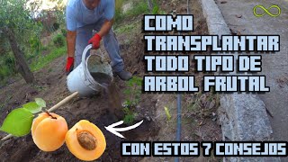 CÓMO TRASPLANTAR CON ESTE METODO UN ARBOL  albaricoque chabacano apricot damasco apricot fypシ [upl. by Relyc]