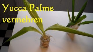 Yucca Palme vermehren  Yucca Palme schneiden  Ableger Steckling Yucca Palme [upl. by Yenalem]