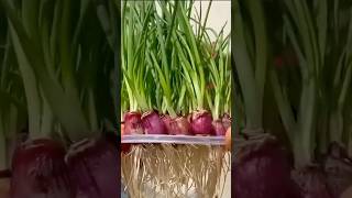 Learn to GROW ONIONS AT HOME using Hydroponic Method Youve Never Tried [upl. by Studnia]