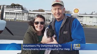 Volunteers Fly Deformed Baby Pig Hope From Virginia To PA Animal Hospital For Help [upl. by Attenev783]