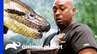 Anaconda Is Dr Ross New Patient  The Vet Life [upl. by Dorweiler]