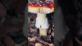 Finding HUGE Amanita muscaria  The Fly Agaric  Mario Mushrooms in the Napa Valley [upl. by Mixam120]