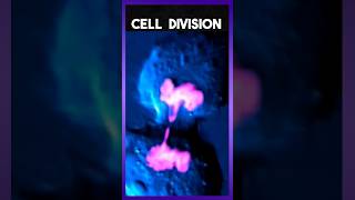 Cell Division Animation [upl. by Limaj734]