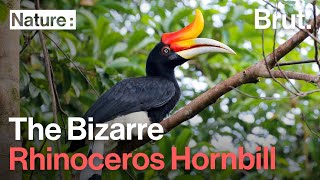 The Bizarre Rhinoceros Hornbill [upl. by Ilohcin]