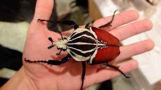 Goliathus goliatus  GOLIATH BEETLE  GOLIATHKÄFER [upl. by Haidabo770]