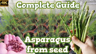 Growing Asparagus Spears  Seed to Harvest [upl. by Aikaj]