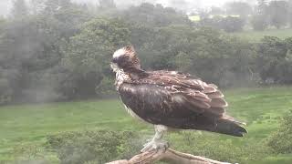 Glaslyn Wildlife Live Stream [upl. by Esineg877]