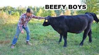 What I Learned Raising Beef Cattle on My Homestead so far [upl. by Ettenna]