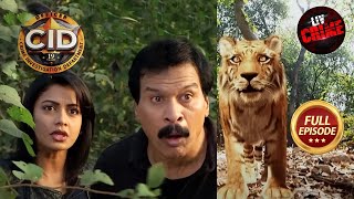 एक Ferocious Leopard की खोज में निकली Team CID  CID  Office Crimes  26 May 2023  Full Episode [upl. by Edmon]