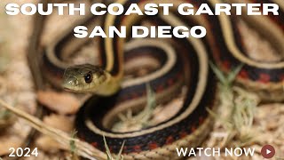 South Coast Garters in San Diego Field Herping in San Diego County [upl. by Abbi]