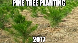 Pine Tree Planting Clear Cut Area EP2 2017 [upl. by Ainitsirc987]