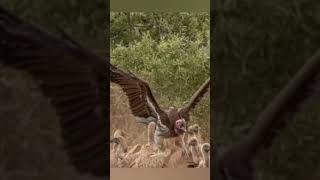 A lappet faced vulture joining the feast its amazing if peace can rule [upl. by Terhune]