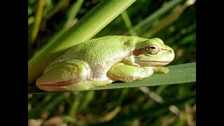 Middle East tree frog  Hyla savignyi  Δεντρόβιος Βάτραχος  Cyprus [upl. by Gapin131]