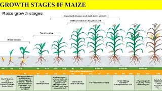 Growth stages of Maize  different stages are covered in detailed  in Maize plant important [upl. by Juno487]