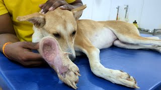 Rescue dogs leg wound was nasty and fractured [upl. by Adora]